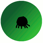 Ant